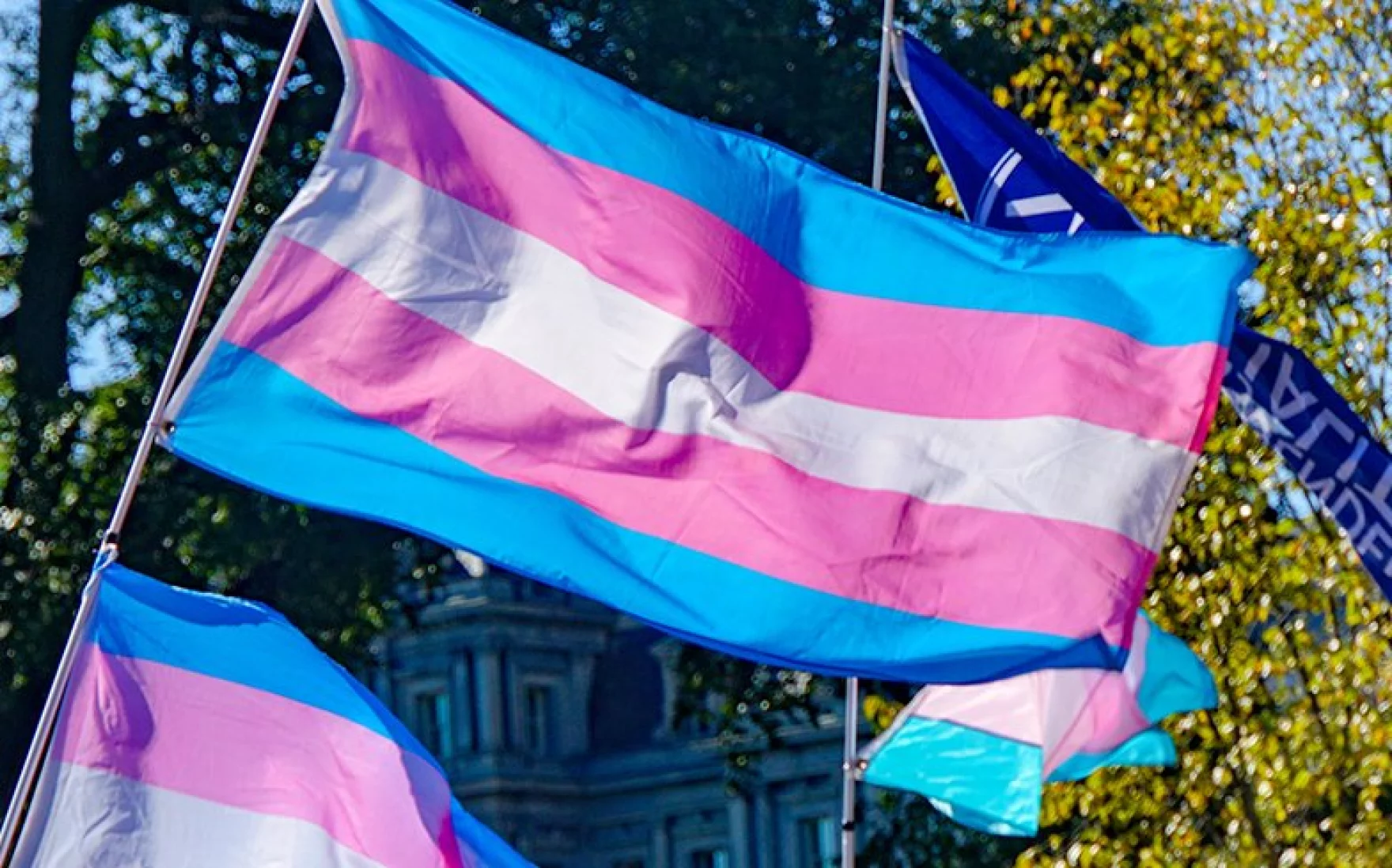 trans flags waving in the air