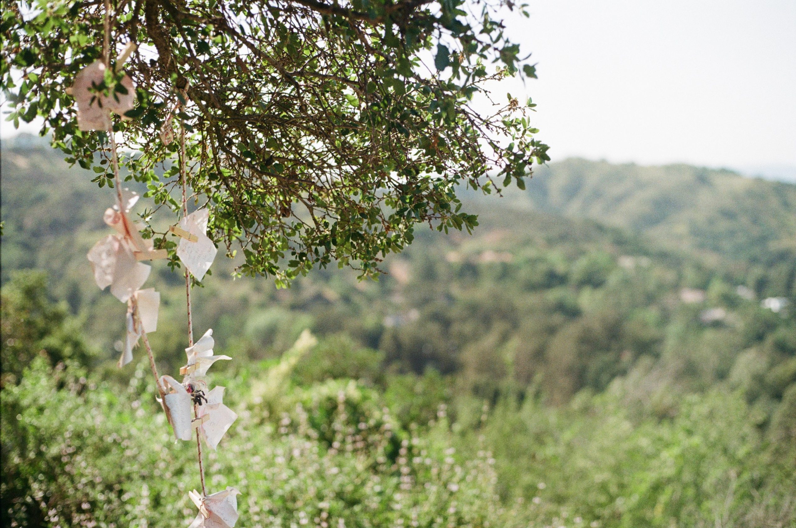 photo of a grassy landscape in Los Angeles, focused on small white flowers blooming under a hanging tree branch