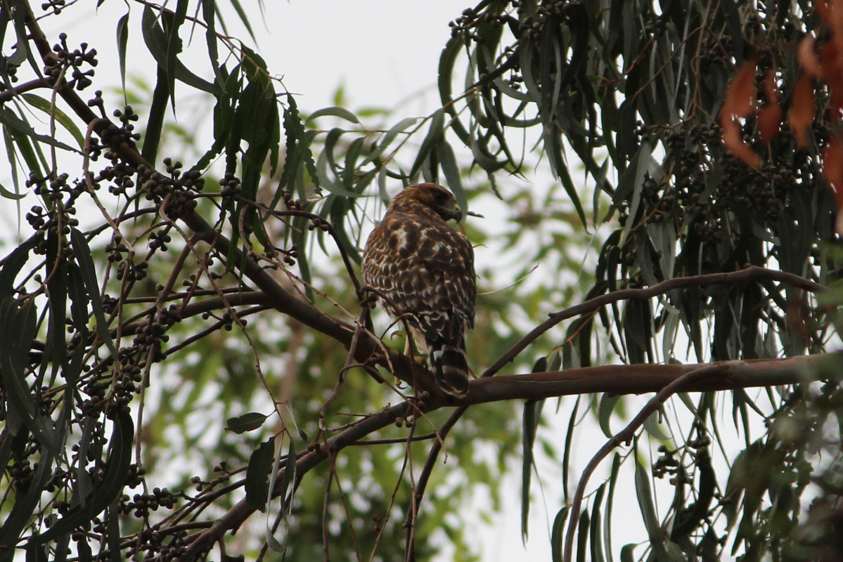 photo of a small brown and white speckled bird sitting in a tree