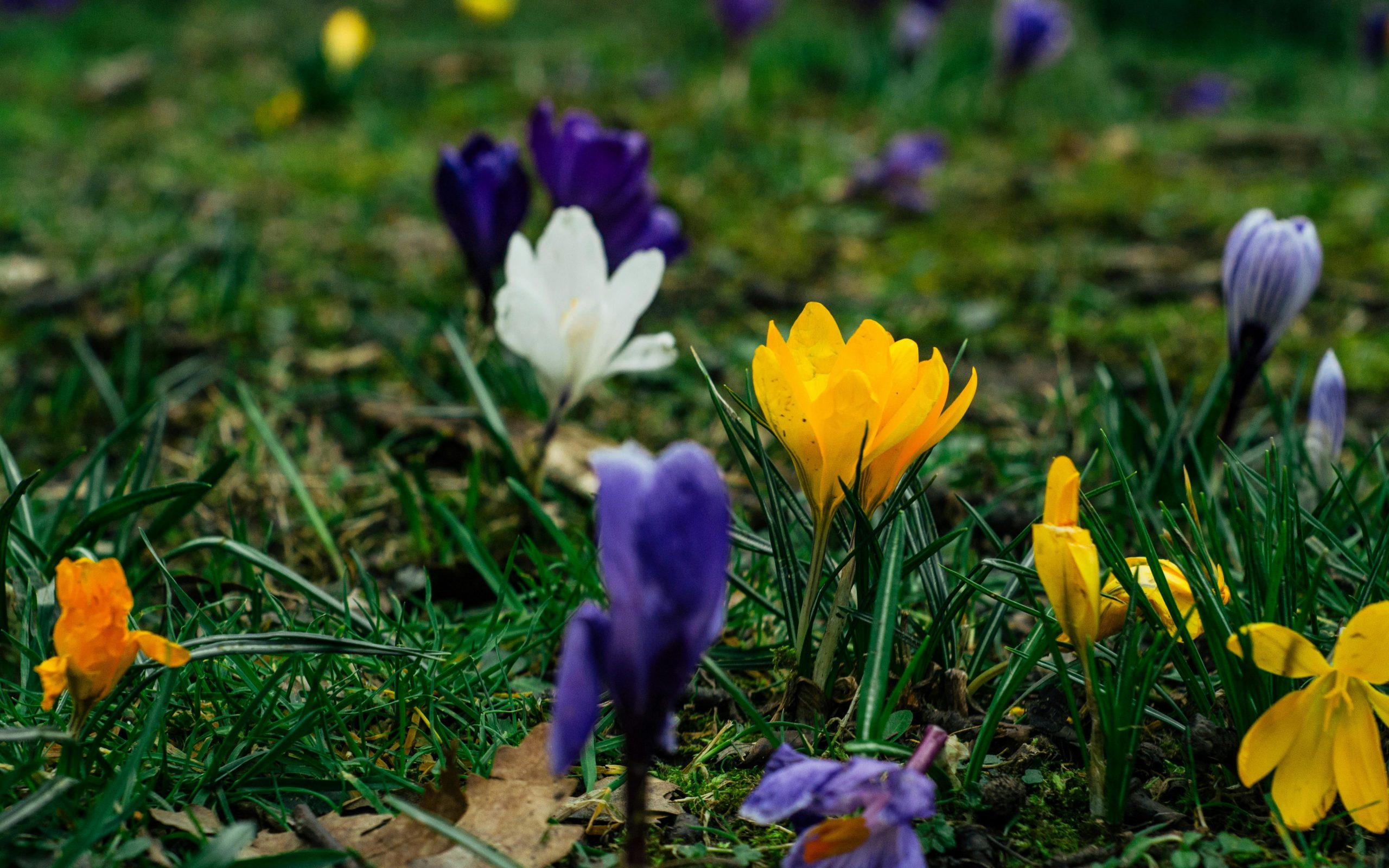 A photograph of yellow, purple, and white flowers in a field of grass.